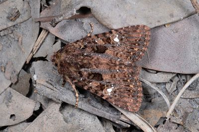 臺灣三星棕夜蛾 Feliniopsis tripunctata 雄蟲