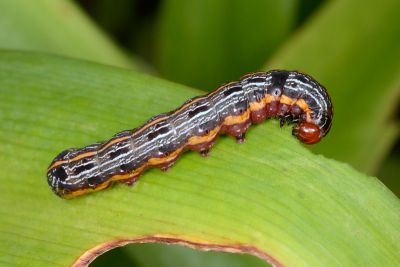 彩翅斜紋夜蛾 Spodoptera picta