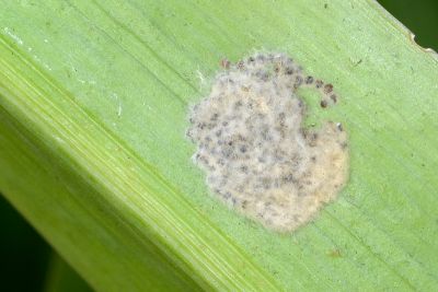 彩翅斜紋夜蛾 Spodoptera picta