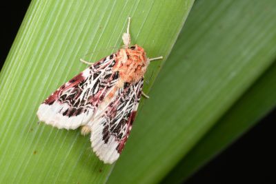 彩翅斜紋夜蛾 Spodoptera picta 雌蟲