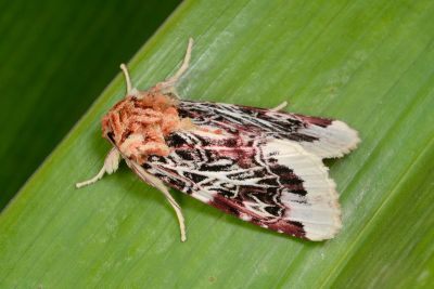彩翅斜紋夜蛾 Spodoptera picta 雌蟲