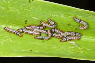 彩翅斜紋夜蛾 Spodoptera picta