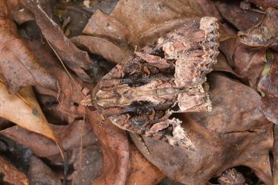 宏類秀夜蛾 Genoveva magnirena 雄蟲