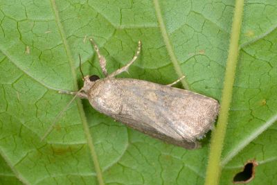 隱紋斜紋夜蛾 Spodoptera cilium 雄蟲