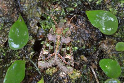 綠鳶夜蛾 Taivaleria rubrifasciata 雄蟲