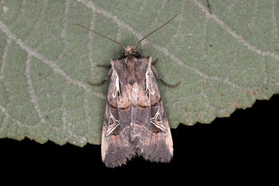 典雅黑夜蛾 Hemiglaea eupompa 雄蟲