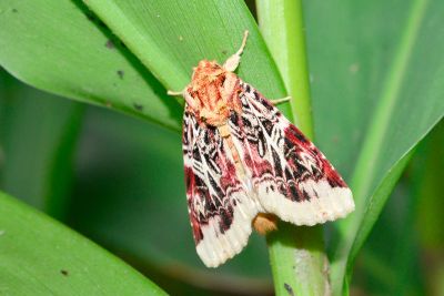 彩翅斜紋夜蛾 Spodoptera picta 雌蟲