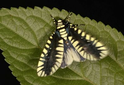 輻射夜蛾 Apsarasa radians 雄蟲