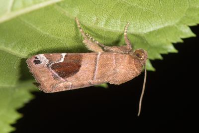 莦果迴兜夜蛾 Cosmia cara 雄蟲