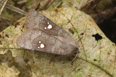 三星猶夜蛾 Eupsilia tripunctata 雄蟲
