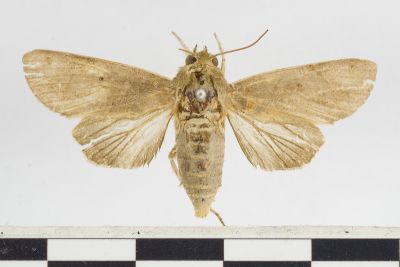 Aiteta musculina 雌蟲