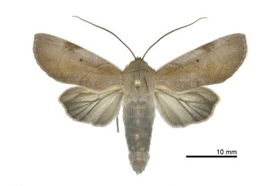 Aiteta musculina 雄蟲