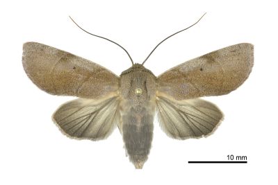 Aiteta musculina 雌蟲