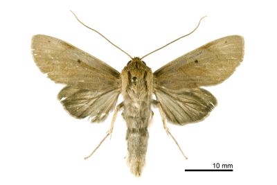 Aiteta musculina 雄蟲