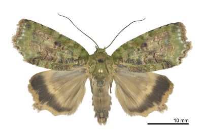 Blenina angulipennis 雄蟲