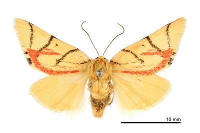 花布麗瘤蛾 Camptoloma carum 雄蟲