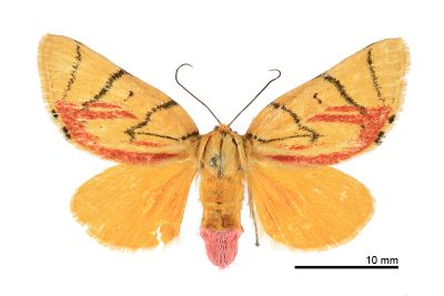 花布麗瘤蛾 Camptoloma carum 雌蟲