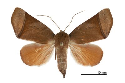 蓮霧赭瘤蛾 Carea varipes 雌蟲