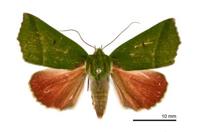 紅衣瘤蛾 Clethrophora distincta 雌蟲