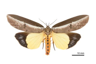 水仙瘤蛾 Eligma narcissus 雌蟲