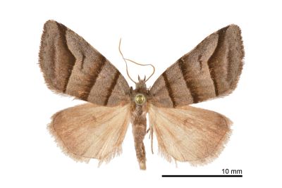 三條火夜蛾 Flammona trilineata 雌蟲