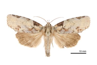 癩皮瘤蛾 Gadirtha inexacta 雌蟲