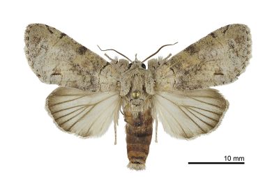 美木皮瘤蛾 Gadirtha pulchra 雄蟲