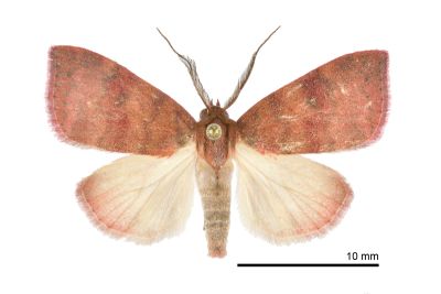 霜瘤蛾 Gelastocera exusta 雄蟲
