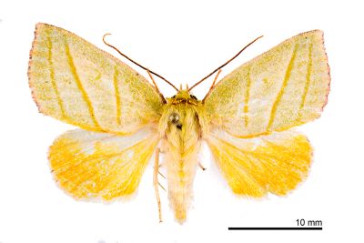 小翠瘤蛾 Hylophilodes esakii 雄蟲