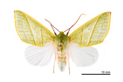 長翅粉翠瘤蛾 Hylophilodes rara 雄蟲