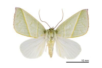 太平粉翠瘤蛾 Hylophilodes tsukusensis 雌蟲