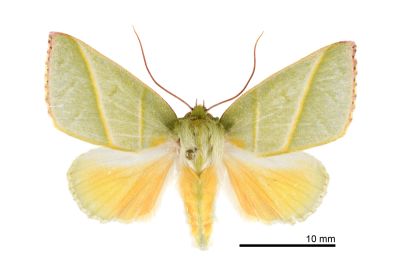 太平粉翠瘤蛾 Hylophilodes tsukusensis 雄蟲