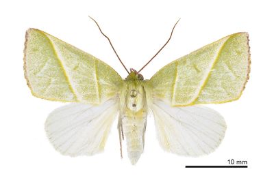 太平粉翠瘤蛾 Hylophilodes tsukusensis 雄蟲