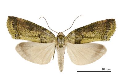 鏽斑蠟瘤蛾 Kerala lentiginosa 雌蟲