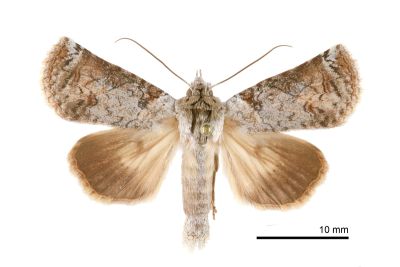 銀帆瘤蛾 Macrobarasa xantholopha 雄蟲
