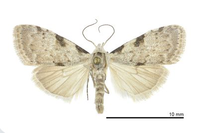 郁斑洛瘤蛾 Manoba tristicta 雌蟲