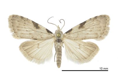 郁斑洛瘤蛾 Manoba tristicta 雌蟲