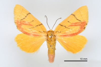 花布麗瘤蛾 Camptoloma carum 雌蟲