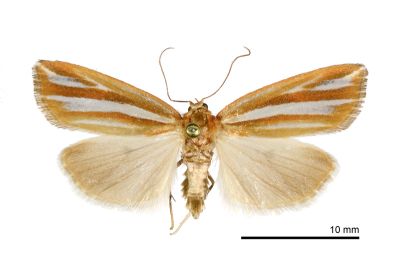 銀帶納瘤蛾 Narangodes argyrostrigatus 雄蟲