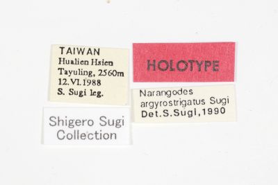 銀帶納瘤蛾 Narangodes argyrostrigatus