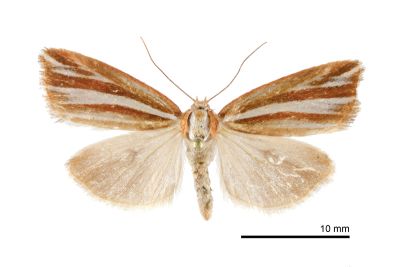 銀帶納瘤蛾 Narangodes argyrostrigatus 雌蟲