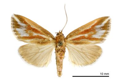 康納瘤蛾 Narangodes confluens 雄蟲