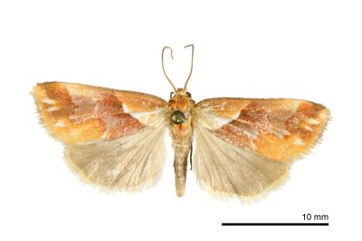 橘納瘤蛾 Narangodes flavibasis 雄蟲