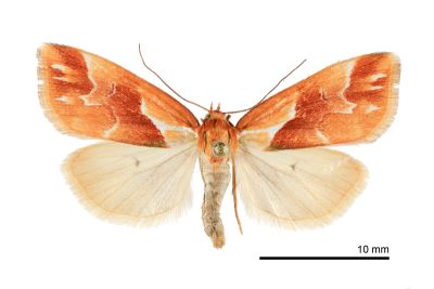 橘納瘤蛾 Narangodes flavibasis 雄蟲