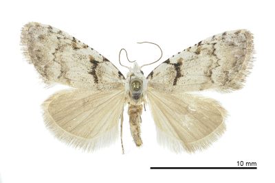 寶島瘤蛾 Nola formosalesa 雌蟲