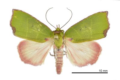角斐瘤蛾 Paracrama angulata 雄蟲