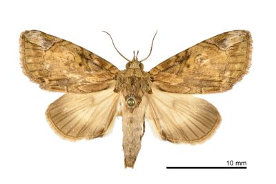 紋皮瘤蛾 Plotheia exacta 雄蟲