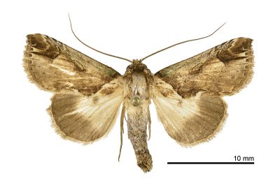 基白長角瘤蛾 Risoba basalis 雄蟲