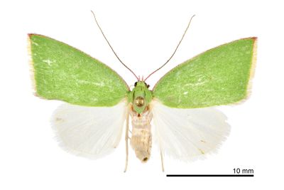 綠角翅瘤蛾 Tyana falcata 雄蟲