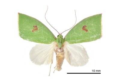 綠角翅瘤蛾 Tyana falcata 雄蟲